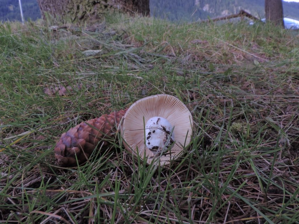 Russula da id.